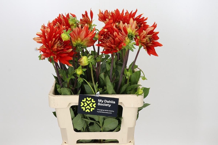 <h4>Dahlia Vulcan</h4>