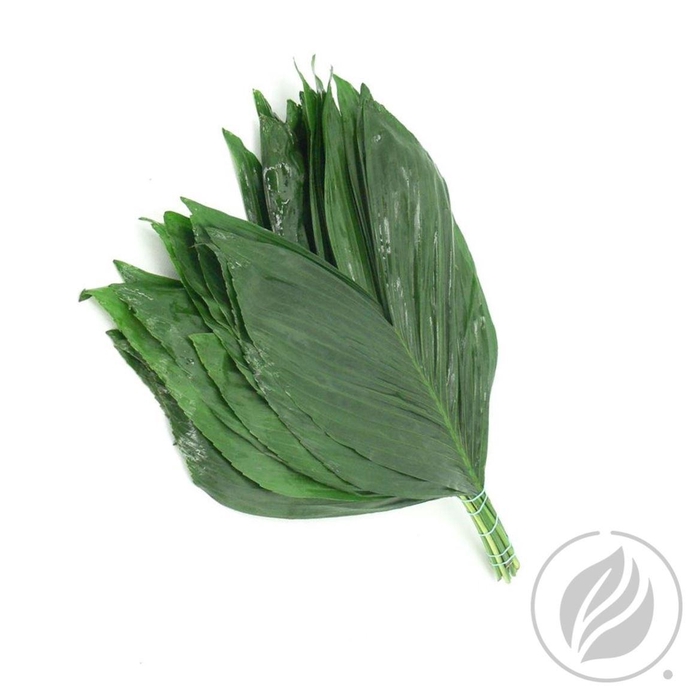 <h4>Cocos Cultivated</h4>