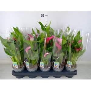 Zantedeschia  'Zazu'