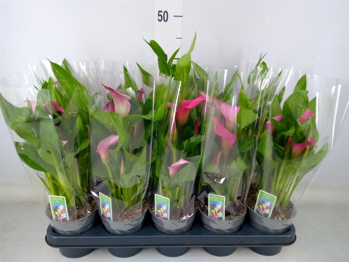 <h4>Zantedeschia 'Zazu'</h4>
