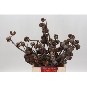 Kaaps Groen Hakea Sericea