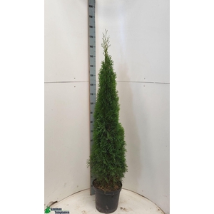 THUJA O SMARAGD