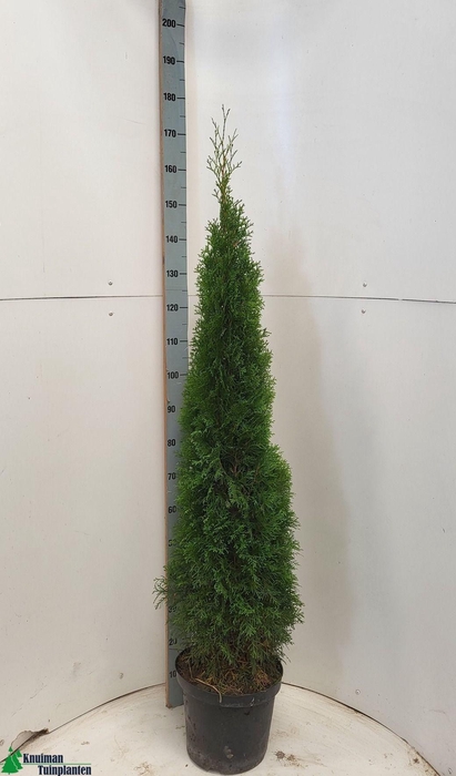 <h4>THUJA O SMARAGD</h4>