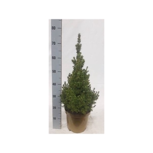 Picea Gl Conica