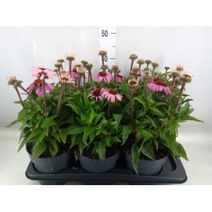 Echinacea purp. 'Mooodz Courage'