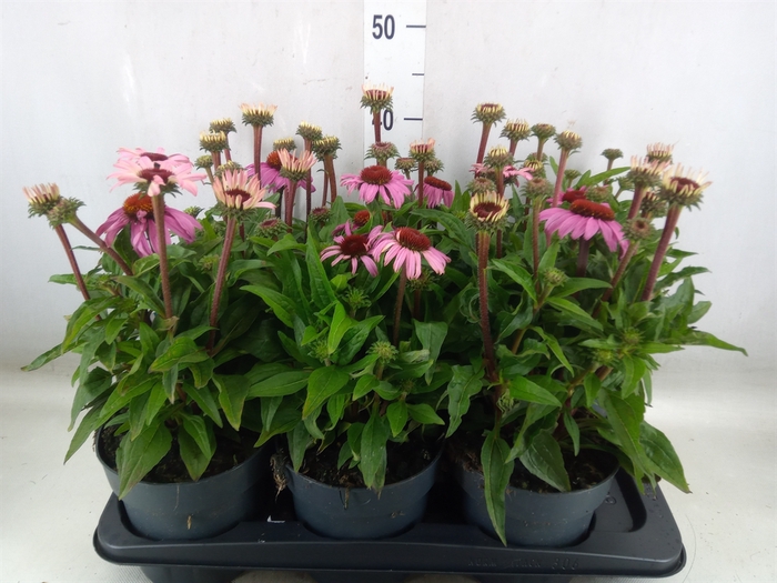 <h4>Echinacea purp. 'Mooodz Courage'</h4>