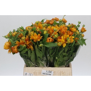 Ranunculus Moderna Vivaldi