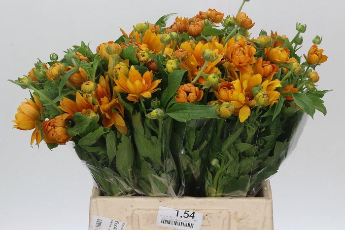 <h4>Ranunculus Moderna Vivaldi</h4>