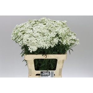Achillea White Beauty