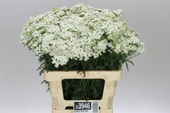 <h4>Achillea White Beauty</h4>