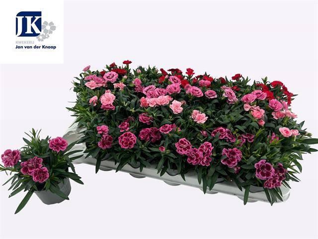 <h4>DIAN GEMENGD</h4>