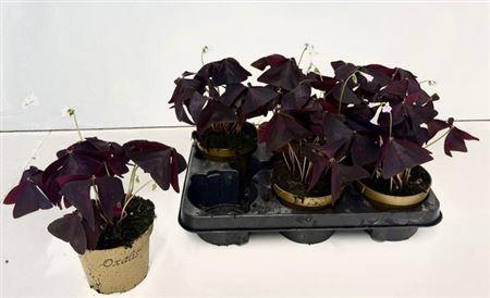 <h4>Oxalis Triangularis</h4>