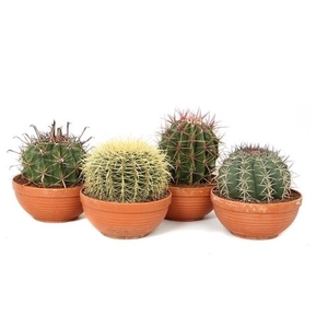 Cactus overig
