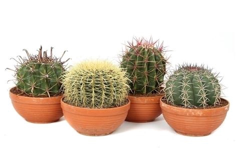 <h4>Cactus overig</h4>