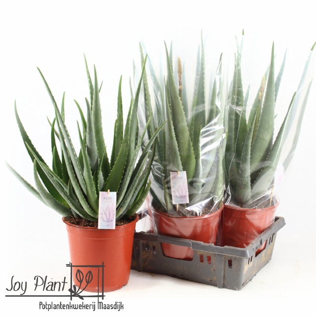 <h4>ALOE VERA</h4>