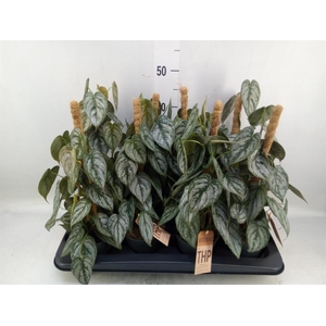 Philodendron brandtianum