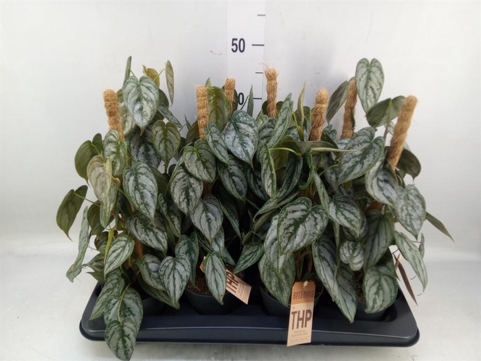 <h4>Philodendron brandtianum</h4>