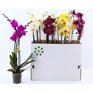 PHAL GEM 7 KL