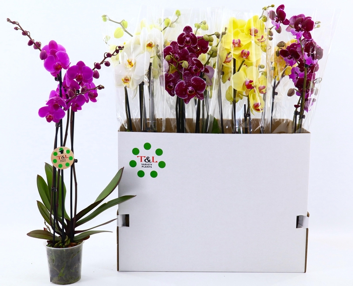 <h4>PHAL GEM 7 KL</h4>