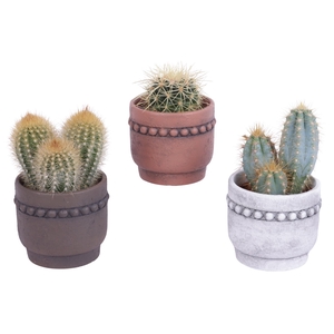 Cactus mix Ø8,5cm in Ceramic Pot Beads Rim Ø10cm