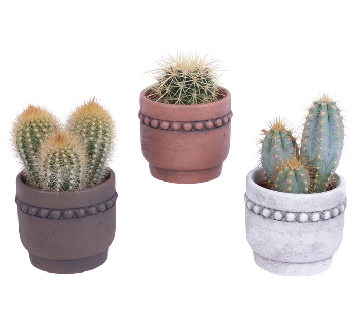 <h4>Cactus mix Ø8,5cm in Ceramic Pot Beads Rim Ø10cm</h4>