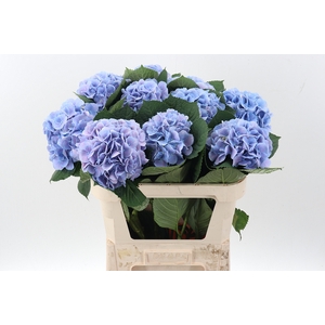 Hydr M Ch Marsepe Bl