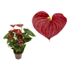 ANTHURIUM RED SUCCESS P15 PREMIUM