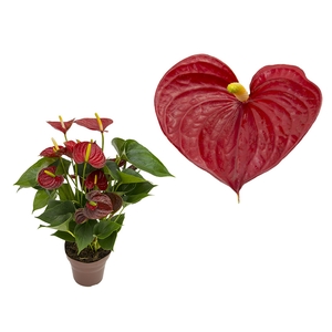 ANTHURIUM RED SUCCESS P15 PREMIUM