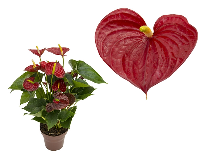 <h4>ANTHURIUM RED SUCCESS P15 PREMIUM</h4>