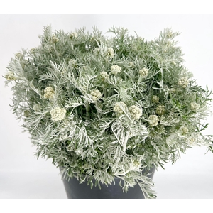 Senecio Cineraria Maritima