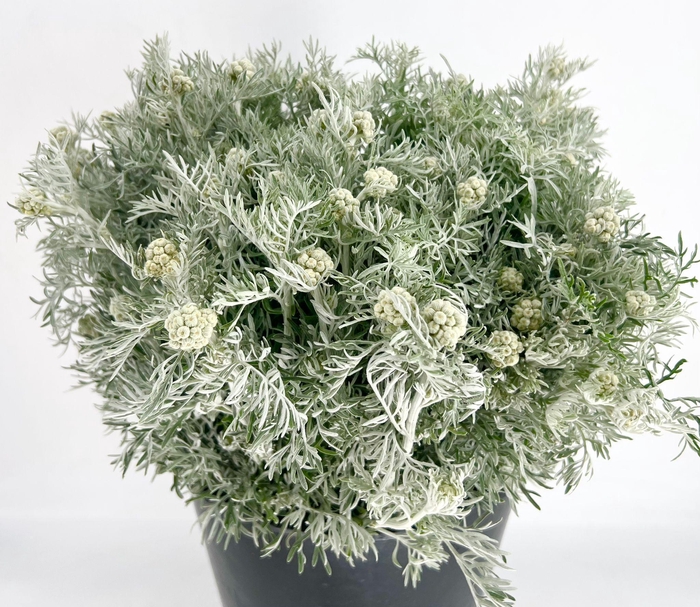 <h4>Senecio Cineraria Maritima</h4>