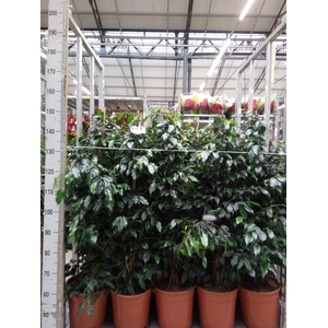 Ficus benja. 'Danielle'