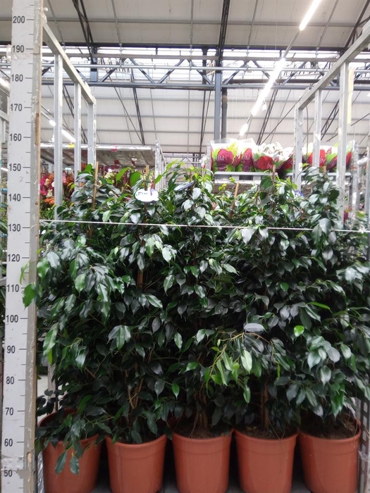 <h4>Ficus benja. 'Danielle'</h4>