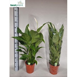 SPATH SWEET LAURETTA