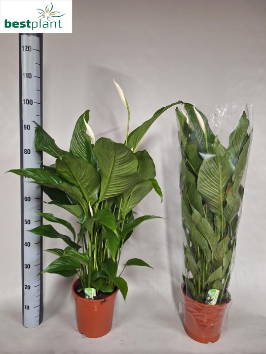 <h4>SPATH SWEET LAURETTA</h4>