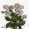 Rosa spray silver shadow