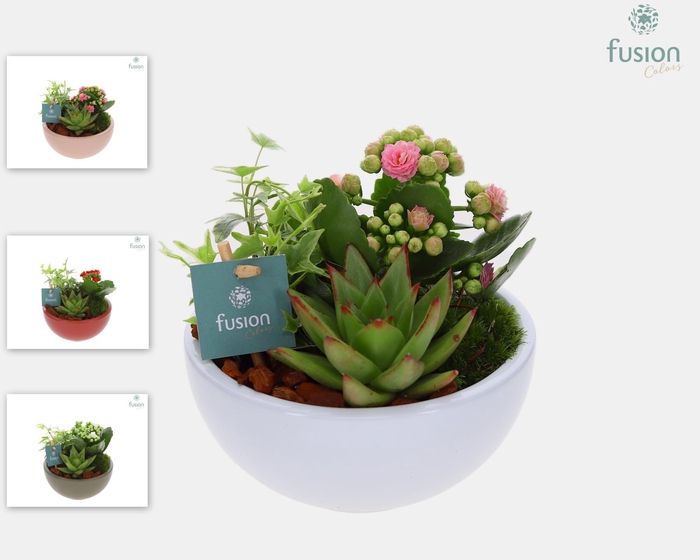 <h4>Schaal keramiek Moon Small div. kleuren met Arrangement</h4>