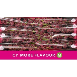 Mini cymbidium 'Sultan' 60 cm