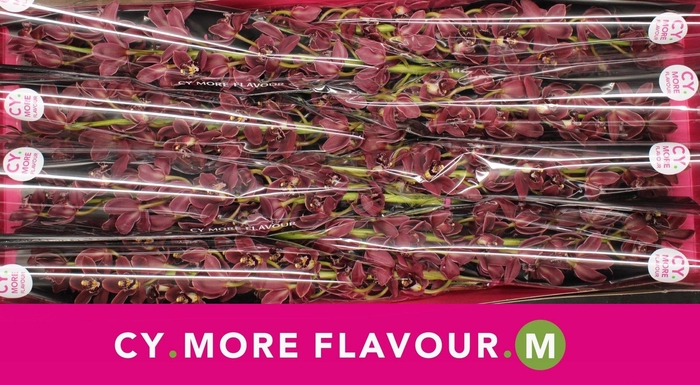 <h4>Mini cymbidium 'Sultan' 60 cm</h4>