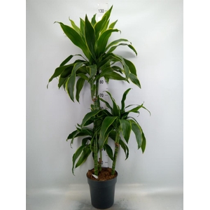 Dracaena fr de   ...