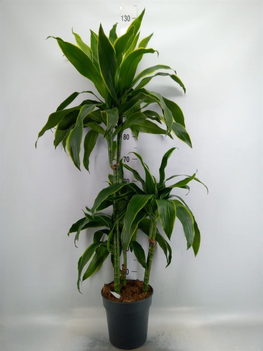 <h4>Dracaena fr de ...</h4>