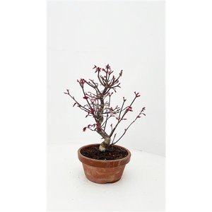 Acer palmatum 'Deshojo', in 16cm teracotta pot.
