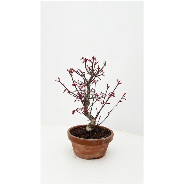 <h4>Acer palmatum 'Deshojo', in 16cm teracotta pot.</h4>