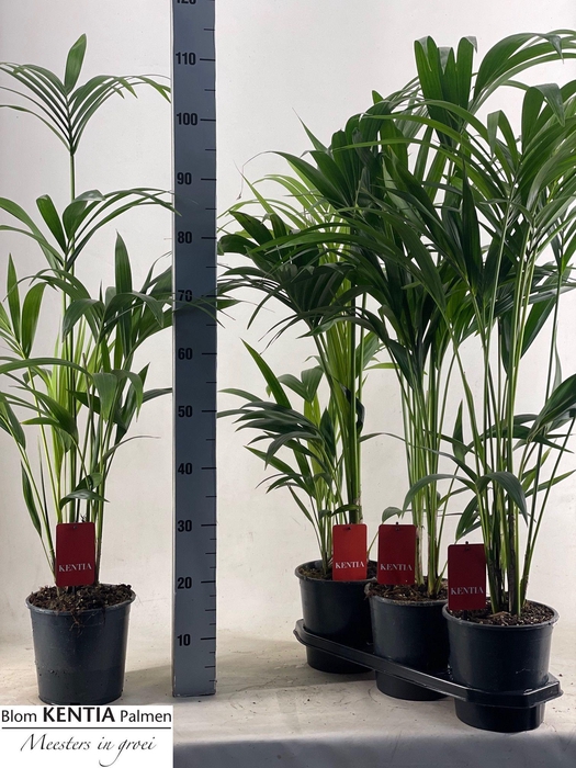 <h4>HOWEA FORSTERIANA</h4>