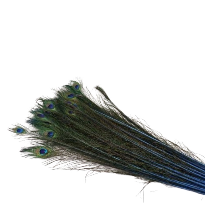 Veren Pauw 100cm