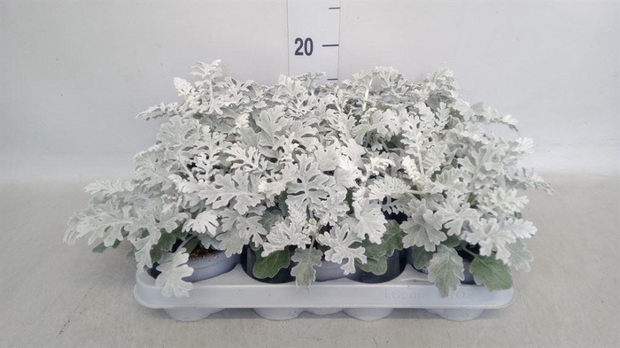 Jacobaea maritima