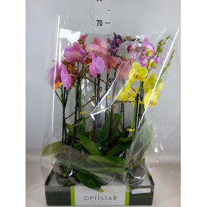 Phalaenopsis   ...mix