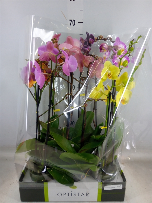 <h4>Phalaenopsis   ...mix</h4>