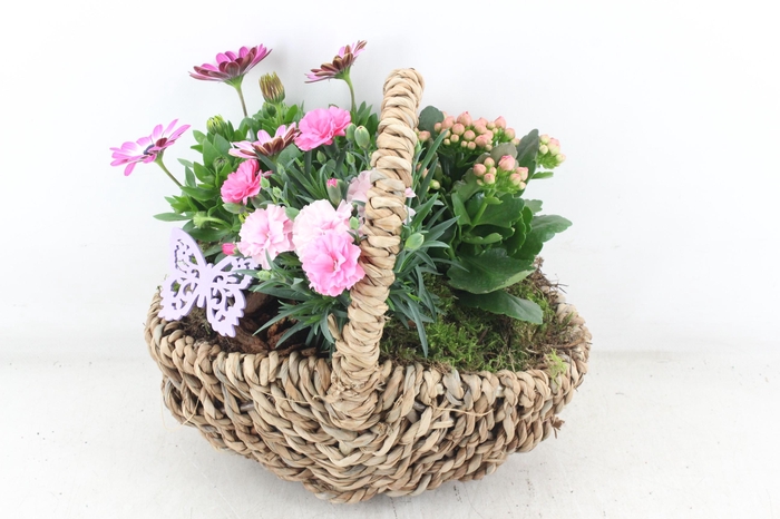 <h4>arr4 Outdoor MB - Tasmand x4</h4>