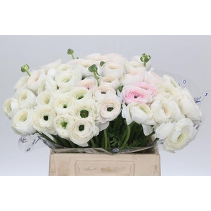 Ranunculus Clooney Firenze Extra